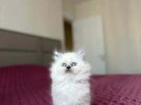 BRITISH LONGHAIR YAVRULARIMIZ