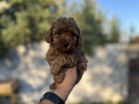 Sağlık ve ırk garantili toy Poodle yavrularımız 