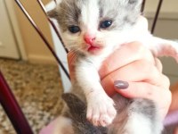 3 haftalık scottish fold yavrularımız rezerveye açıktır