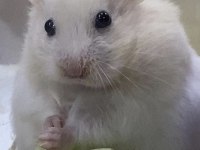 HAMSTER ANTALYA ADRESE AYNI GÜN TESLİM