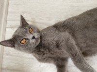 Safkan british shorthair dişi ücretsiz