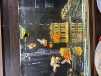 ORANDA JAPON BALIĞI
