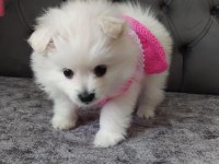 Kar beyaz pomeranian boo