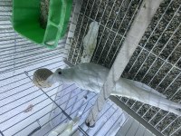Damızlık erkek albino