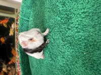 Renk renk guineapig bebekler