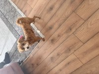 9 aylık maltipoo dişi