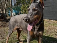 Farklı olmak isteyene egzotik renk doberman bebekler