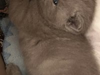 2 aylık dişi british shorthair kedim