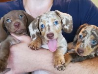 EN ÖZEL DACHSHUND MERLE BEBEKLER AŞILI GARANTİLİ