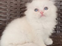 Ev ortamında büyüyen scottish fold