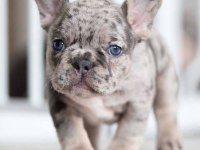 Safkan French Bulldog Merle