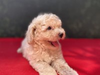 A KALİTE MALTIPOO KÖPEKLER
