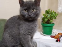Satılık british shorthair