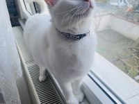 ANKARA KEDİSİ