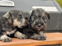 FCI Pedigreeli Miniature Schnauzer Yavruları
