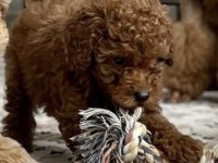 Toy Poodle Yavru Köpeğimiz