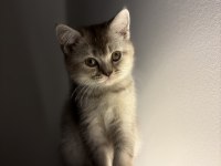 3 Aylık British Shorthair