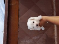 Kar Beyaz Mutluluk Köpekler Yeni Yuvalarını Arıyorlar
