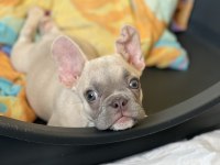 Exotic french bulldog renk yavrum