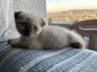 Güzel kızıma yuva arıyorum scottish fold