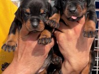 Doberman yavrularımız