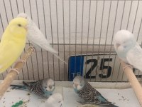 Yavru muhabbet kuşlari ele alışık evciller