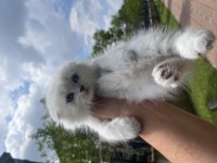 Scottish fold erkek yavrumuz