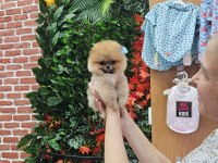 Pomeranian yavrular
