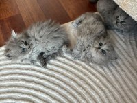Orijinal British Shorthair ve Longhair