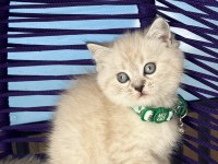 British Shorthair Lynx Point yavrular