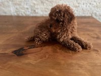 EV ORTAMINDA SAĞLIKLI SEVİMLİ TOY POODLE YAVRULARIMIZ
