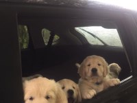 Golden Retriever Yavrular İstenirse Kapınıza Teslim
