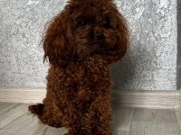 Kore poodle yavrular