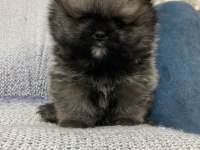 Pomeranian bebekler yeni yuvasını bekliyor