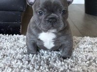 Irk Ve Sağlık Garantili French Bulldog