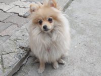 Pomeranian Spitz