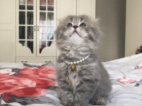 Sahiplendirme scottish fold kedisi