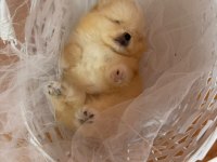 İzmirin Pomeranian Boo Minik Boy