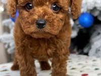 Gerçek Kore teacup toy poodle