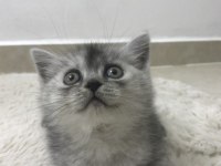 Yavru masum british shorthair