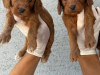 Maltipoo yavrularımız büyüdü