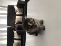 Yavru Scottish Fold