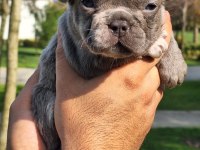 French bulldog yavrularımız