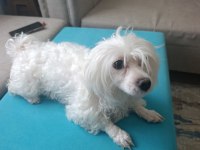 Pet eğitimli sevimli oyuncu maltese terrier