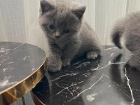British shorthair yavrular gönderim mevcut