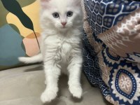 Van kedisi yavruları