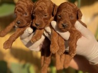 TOY POODLE KÖPEKLERİ