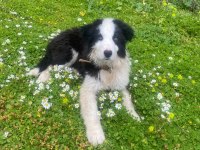 Muhteşem border collie yavrular