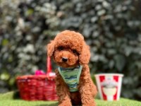 Safkan toy poodle yavrular