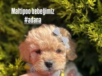 Maltipoo yavruları